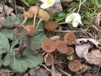 Anemone Cup