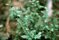 small black blueberry