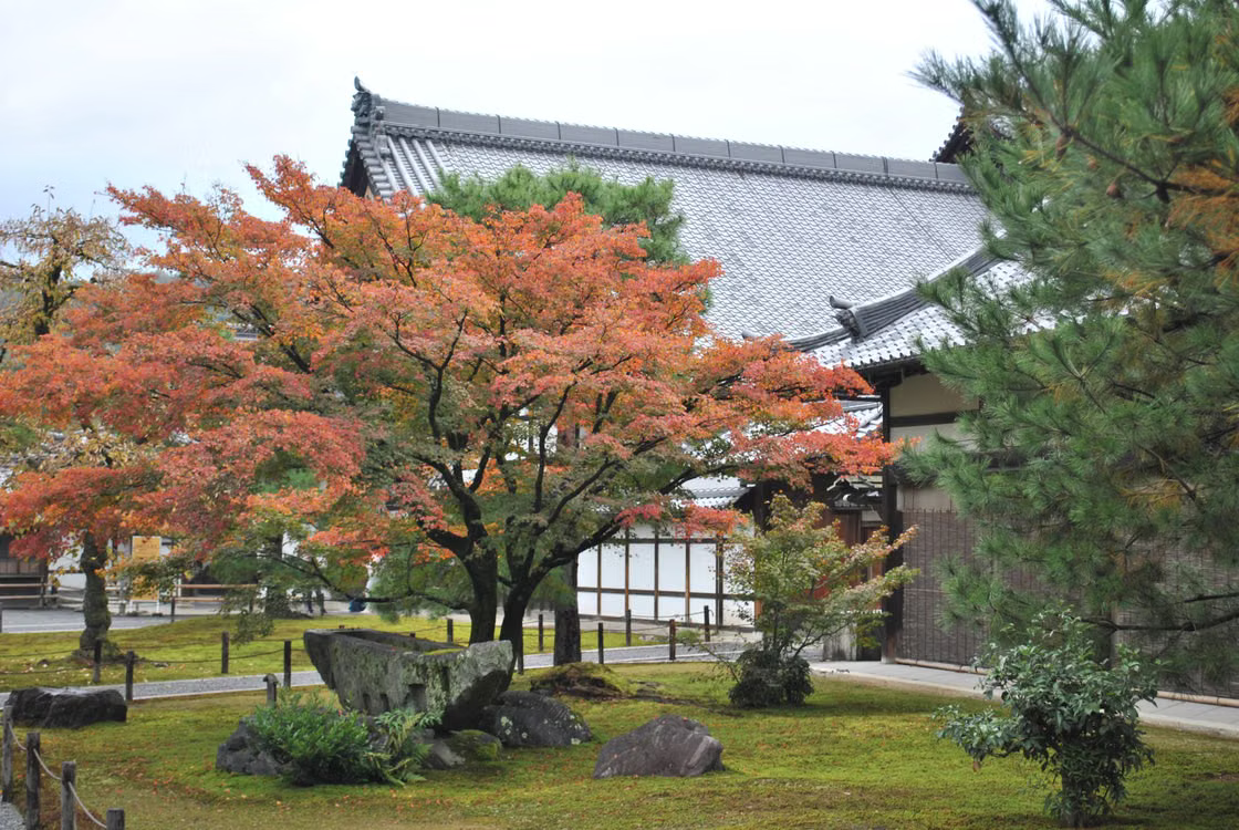 Best Small Trees for Front Yard - Japanese Maple