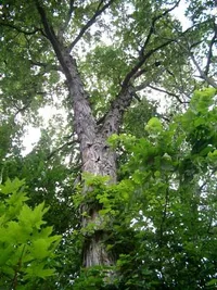shagbark hickory (Carya ovata) plant