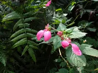 Impatiens stuhlmannii (Impatiens stuhlmannii) plant