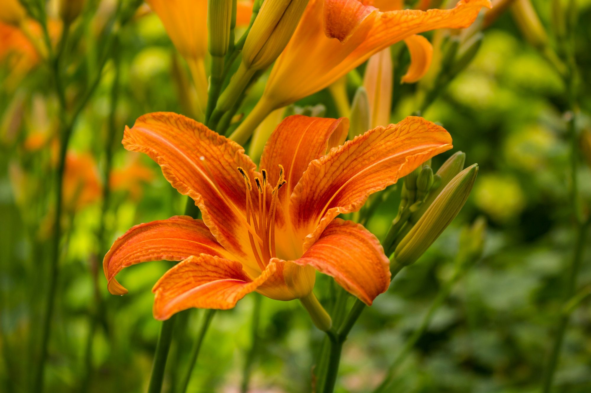 10 Easy Garden Flowers to Grow - Daylily
