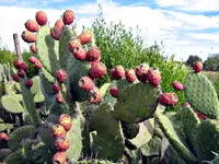 Opuntia megapotamica cactus