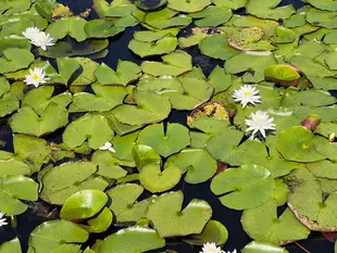 aquatic plants