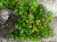 heart-leaf ice plant