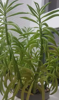 Happy Bean plant