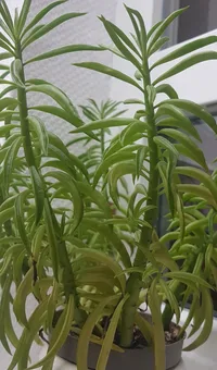 Happy Bean plant