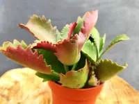 Kalanchoe sexangularis