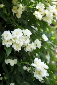 Lady Banks' Rose