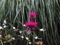 Bee Balm (Monarda didyma 'Raspberry Wine') plant