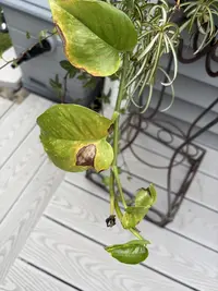 Golden Pothos photo by a Botan App user
