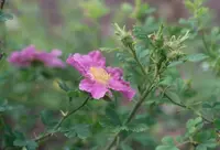 desert rose