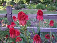 Coneflower