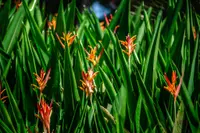 Heliconia psittacorum leaves