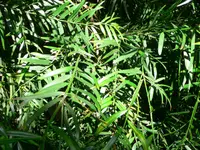 East African Yellowwood
