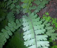 tailed maidenhair