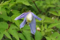 alpine clematis