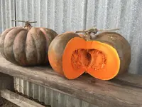 Pumpkin (Cucurbita moschata 'Musquee de Provence') plant