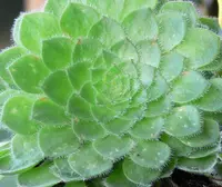 Saucer plant