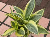 Dracaena trifasciata 'Golden Hahnii' outdoor