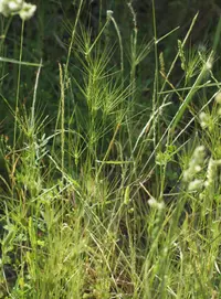 three-awned goat grass