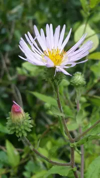 climbing aster