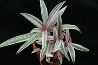 Tradescantia plant