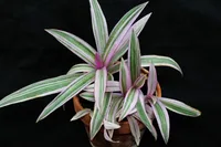 Tradescantia plant