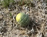 coyote gourd