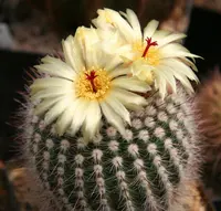Cactus