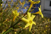 Winter jasmine (Jasminum nudiflorum) plant