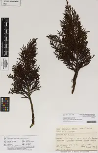Bog Pine