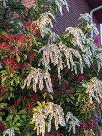 Japanese Pieris