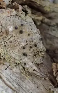 Acolium karelicum