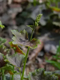 American alumroot (Heuchera americana) plant