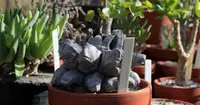 Big Dioscorea elephantipes