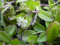 false daisy (Eclipta prostrata) plant