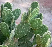 Bunny Ear Cactus