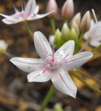 glassy onion (Allium hyalinum) plant