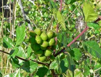 skunkbush sumac