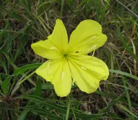 bigfruit evening primrose (Oenothera macrocarpa) plant
