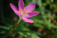 rosepink zephyr lily