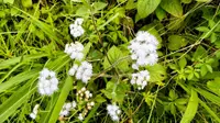 goldenseal (Hydrastis canadensis) plant
