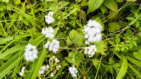 goldenseal