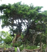 Azores Juniper