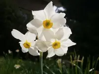 primrose peerless (Narcissus × medioluteus) plant