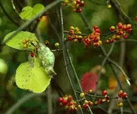 Oriental bittersweet (Celastrus orbiculatus) plant