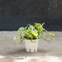 Epipremnum aureum 'Njoy' in the pot
