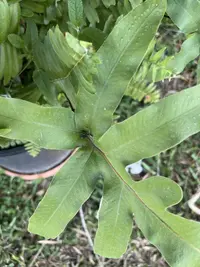 Blue star fern photo by a Botan App user