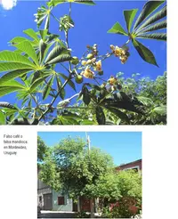 Graham's manihot (Manihot grahamii) plant